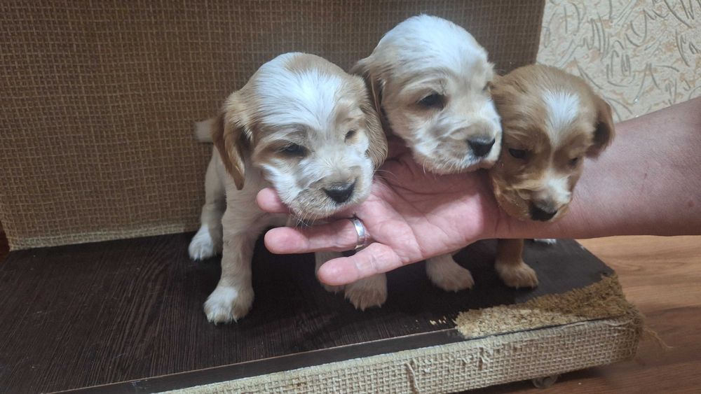 Щенки коккера спаниеля