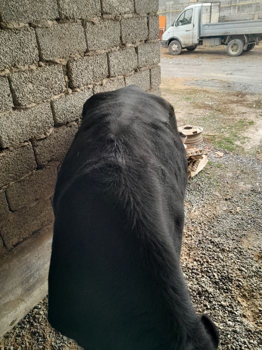 Сиыр 3 жасар семіз