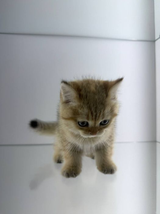 Продается чистокровная британская мальчик табби окрас золотая шиншилла