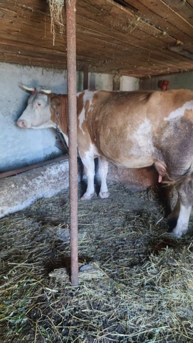 Vand vaca cu vitel