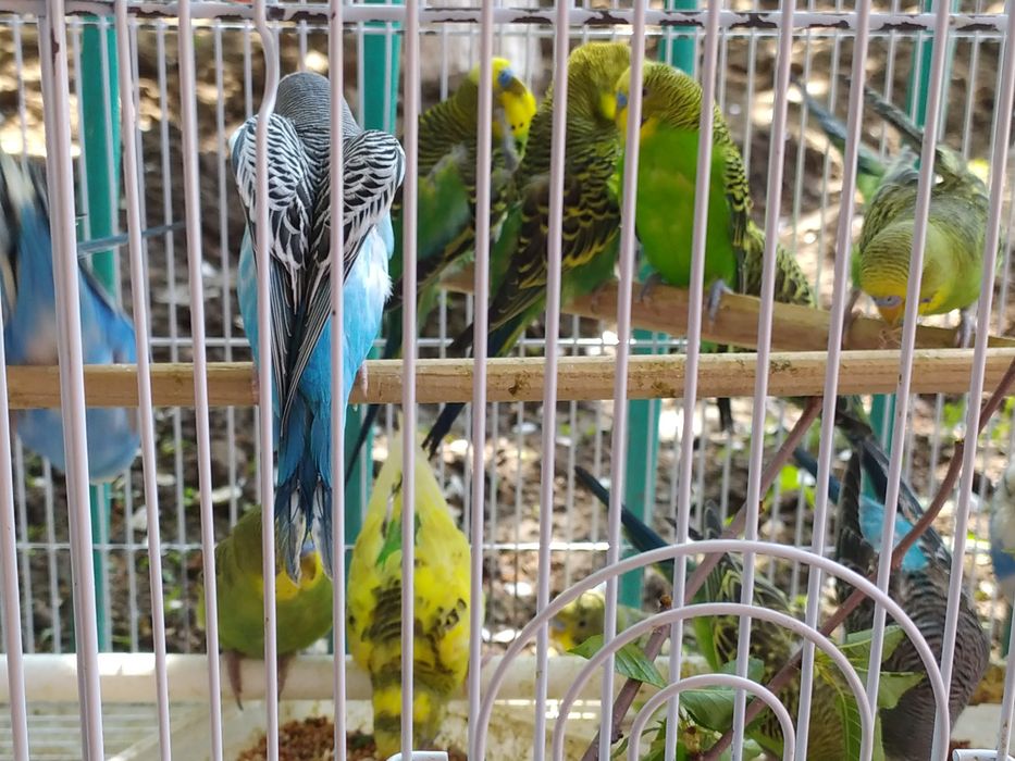 Попугай волнистые по 3000тенге