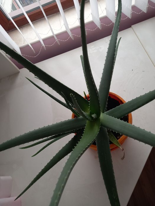 Алое в саксия различни размери