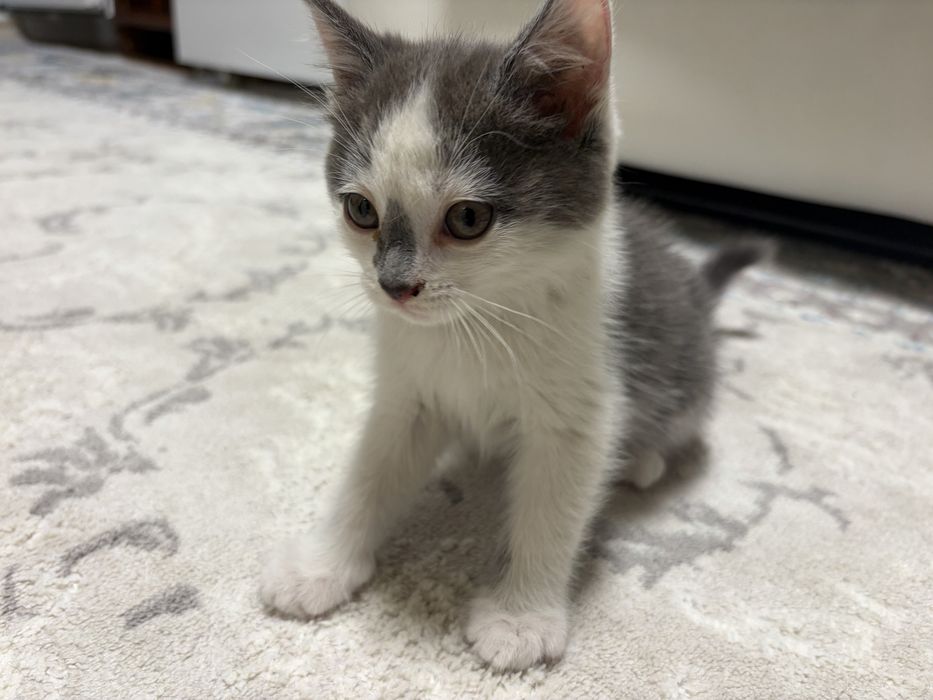Отдам котят в хорошие руки