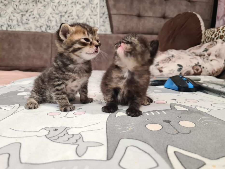 Котята шотландские ,продажа