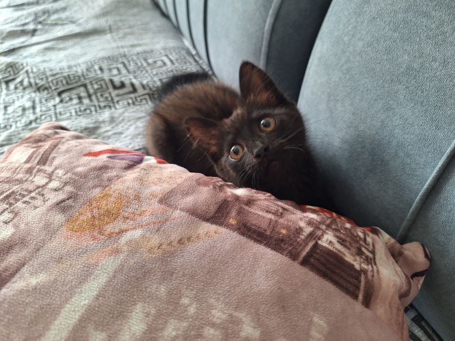Котёнок девочка 1,5 месяца