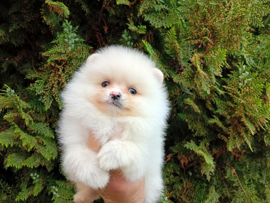 Померанчета! Мъжки и женски кученца!