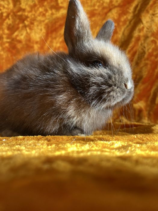 Karlik Dekarativniy quyon bollari