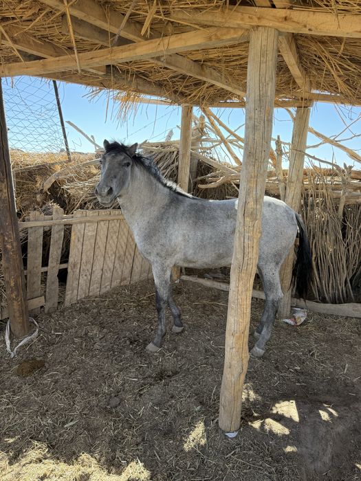 Жылқы сатылады бордақы да тұр