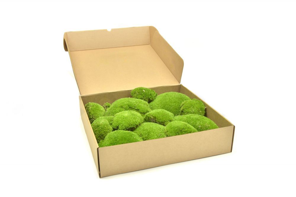 Muschi bombati calitatea 1