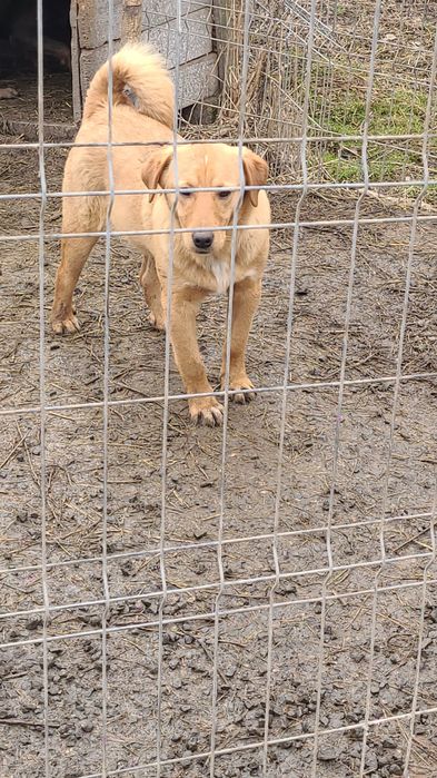 Donez Copoi Ardelenesc