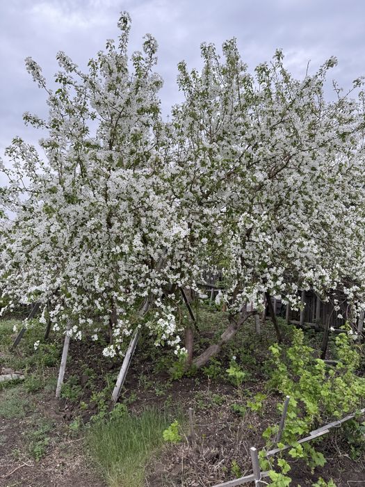 Продам дачу в обществе Дархан