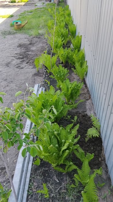 продам папоротник