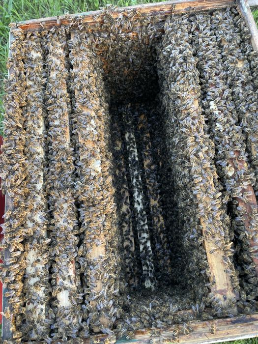 Famili de albine bine dezvoltate