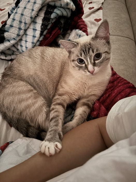 Отдадим красотку кошку