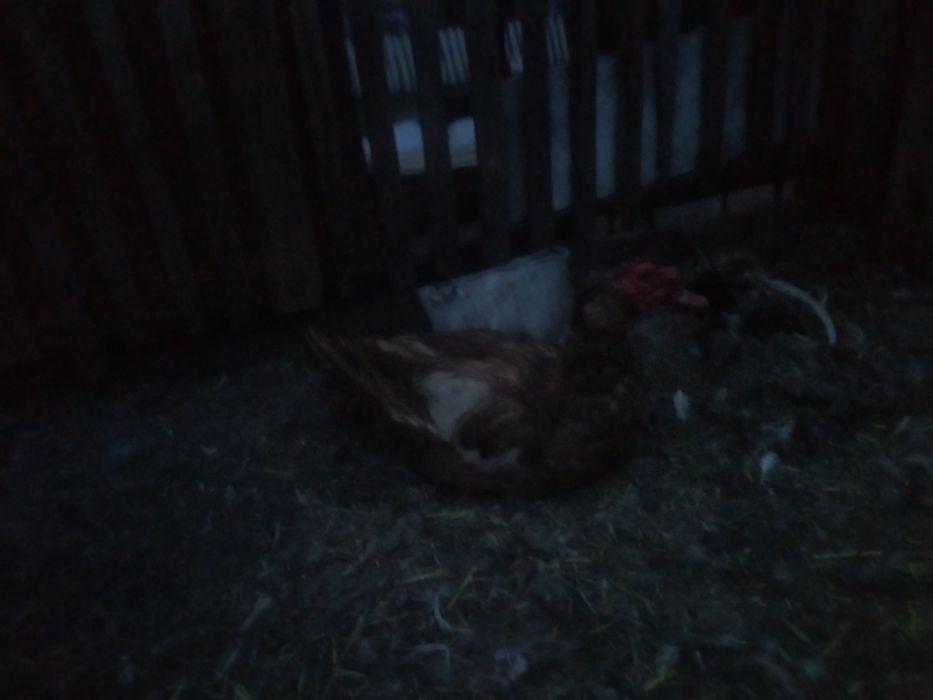 Продам индоутака