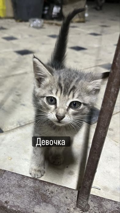 Котята милые прекрасные ласковые