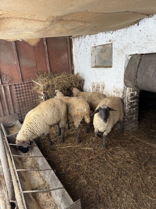 Mieluțe suffolk din primavară.