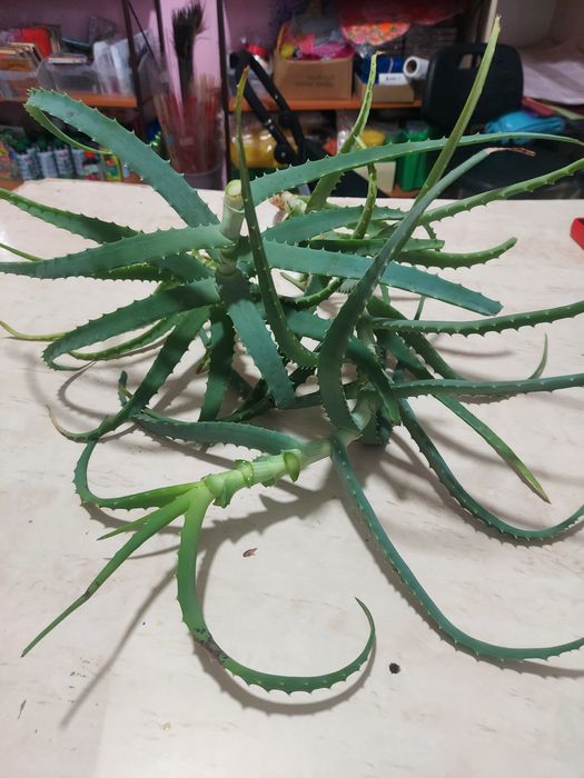 Алоэ листья отдам