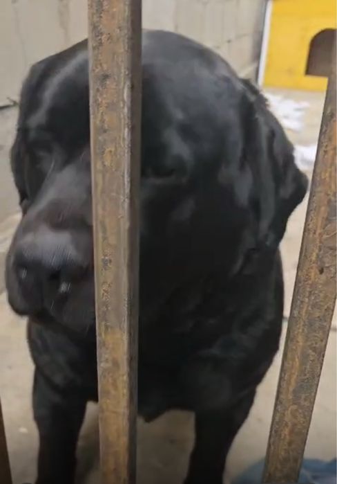 Кобель Лабрадора для вязки