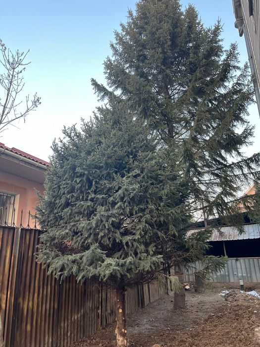 Ёлка натуральная