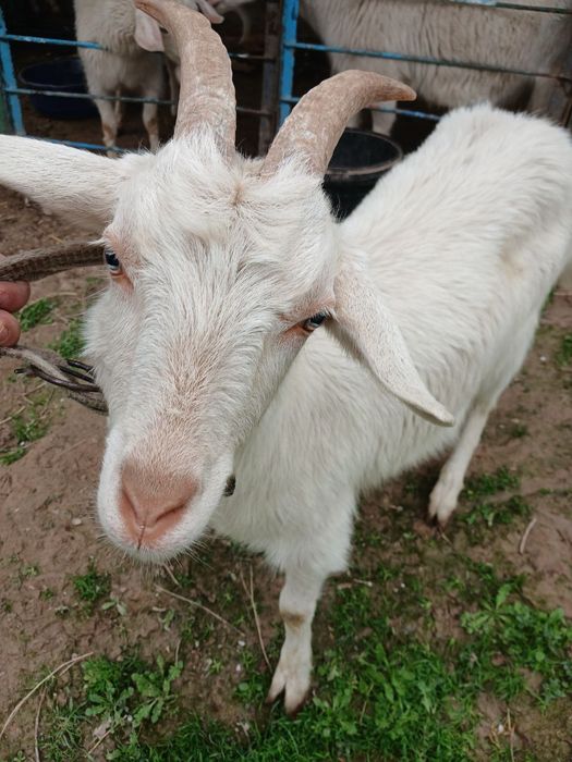 2 ta echki  sotiladi