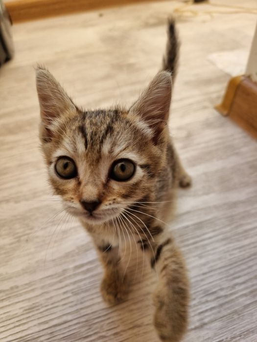 Котёнок маленький девочка
