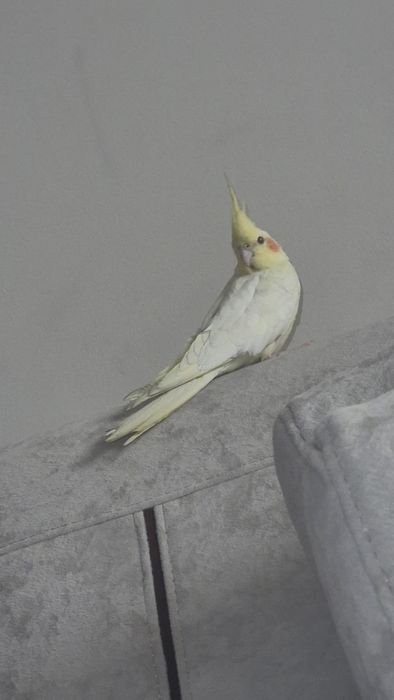 Продам попугай  вместе с клеткой