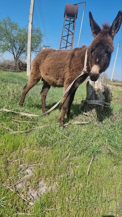 Mushuk soqolsiz va chiroyli.