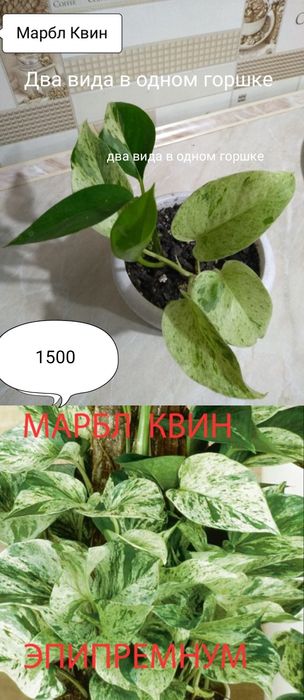 Продам Эпипремнум, Сциндапсус