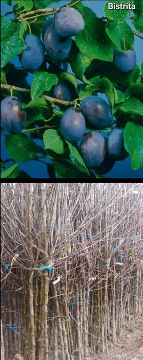 Nectarin-Pomi fructiferi