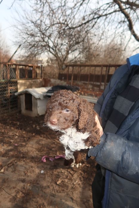 Продавам кучета Лагото Романьоло от работещи родители.