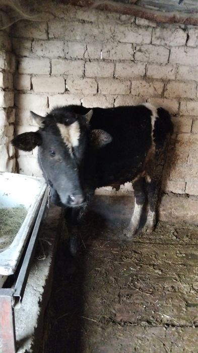 Бұқа сатылады . Бык