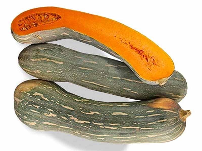 Placintar 'Lunga Piena di Napoli ' (+ 90 seminte)