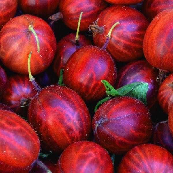 Vand Agris fara spin de anul 2 soiul Captivator