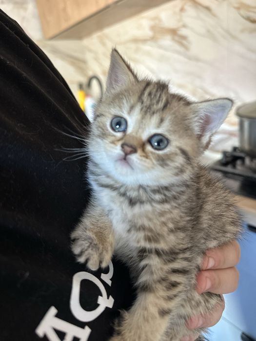 Продам породистых котят