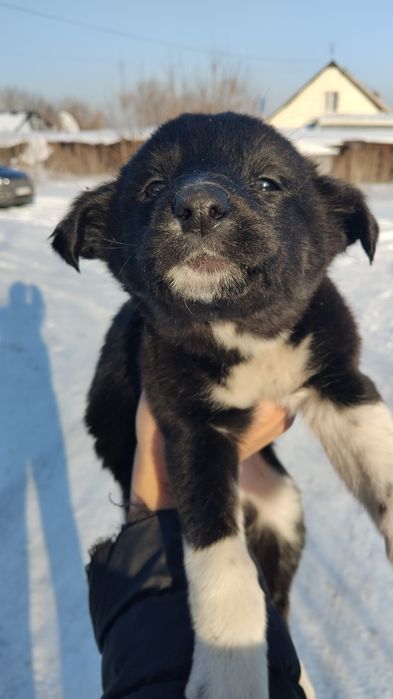 Бездомные щенки,два брата