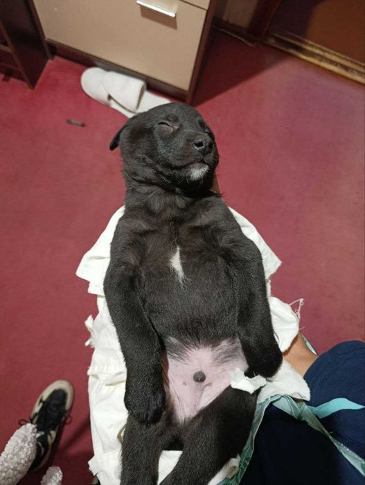 Отдам в добрые руки щенка с ненавязчивым отслеживанием судьбы