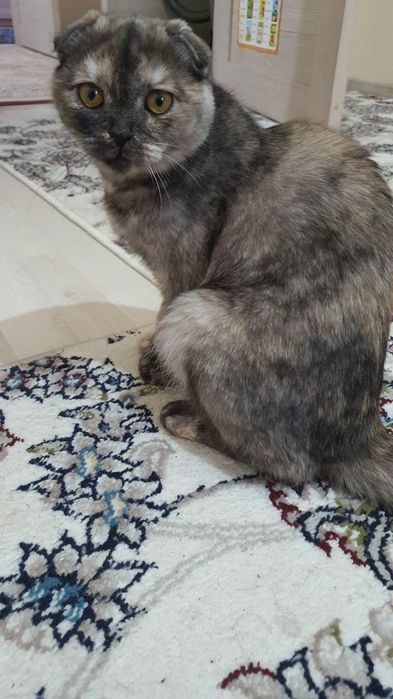 Mushuk skottish fold zotli