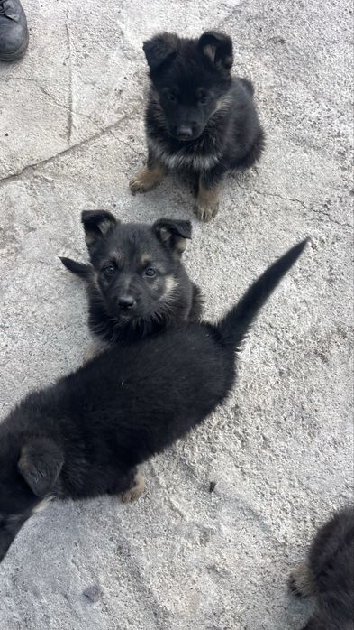 Продам восточноевропейские щенки