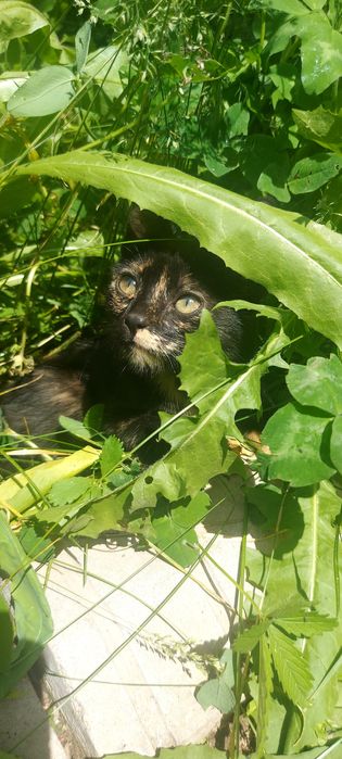 Отдается котенок в хорошие руки