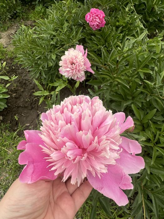 Продам саженцы пионов