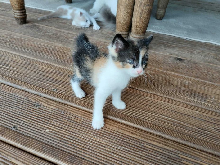 Подарявам котенца
