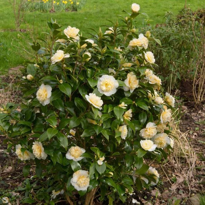Camellia japonica galben alb roz rosu