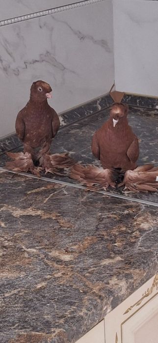 Двух чубые Краснодарские