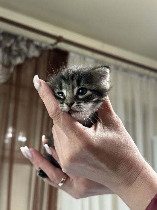 Отдам котенка в хорошие руки