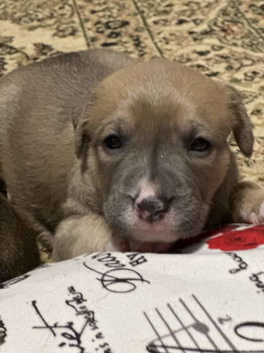 Щенок в хорошие руки