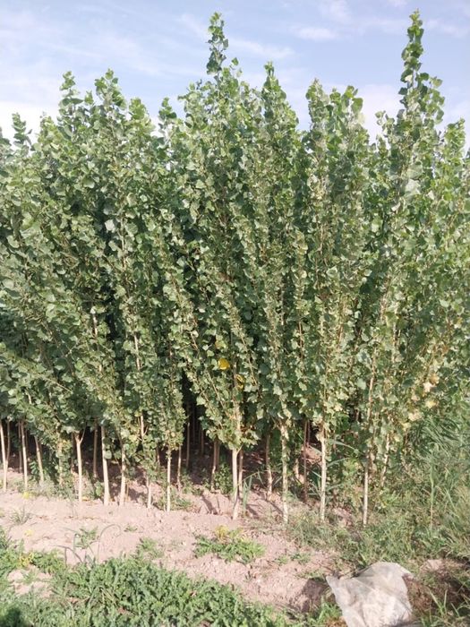 Саженцы тополь пирамидалный