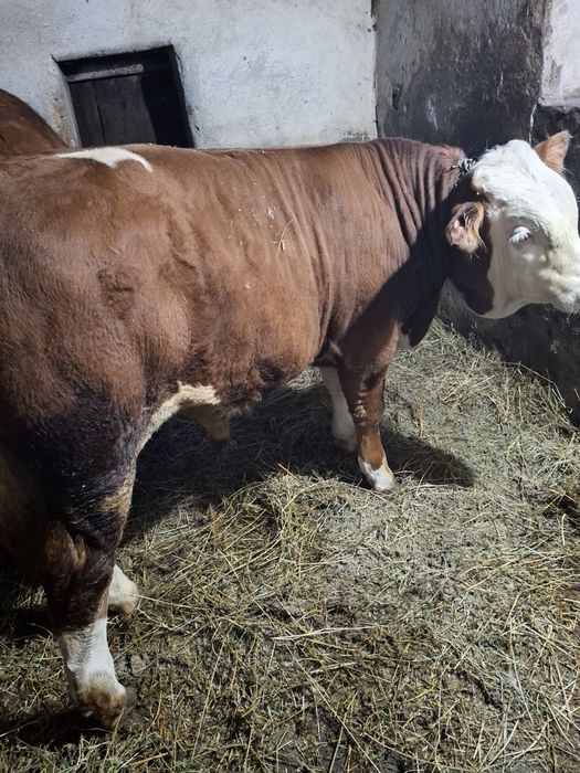 Vînd tăuraș de 400 kg ân județul Sibiu comuna Șeica Mare .