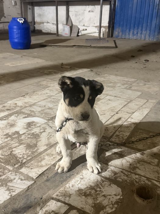 Продам шенка алабая