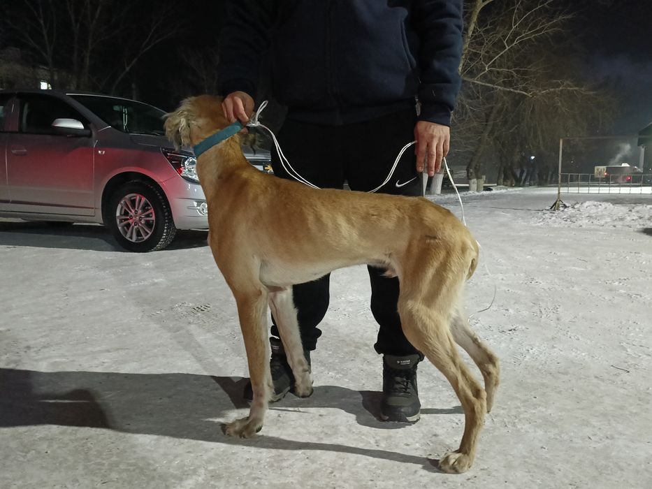 Тазы сатылады арлан